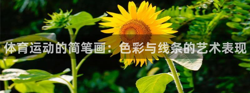 中欧体育平台
